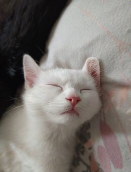Bkh - Mix,16 Wochen alt, kann ab sofort in ihr neues für immer zu Hause.😽 - Köln