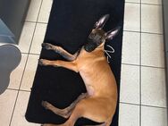 Malinois abzugeben in gute Hände! - Garching (München)