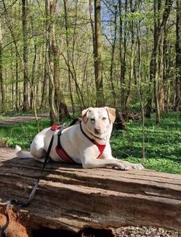 Mia Sensible Hundeseele sucht Zuhause - Mannheim