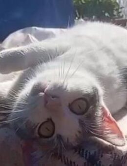 Junge Katzendame Lisa sucht Zukunft - Bad Camberg