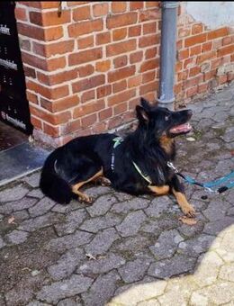 Herr Hüter su. aktives Zuhause - Bückeburg