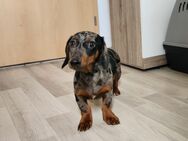 Zwergdackel Welpen Rüde/Hündin - Leegebruch