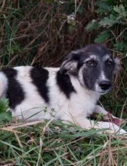 Welpen Rüdee Lupo - Rambin