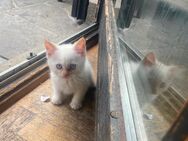 wundervoller Perser Kater - Ebersberg