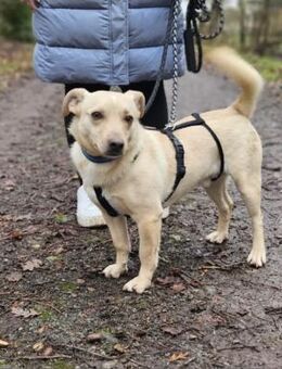 Rudi - wartet in D auf seine Menschen! - Köln