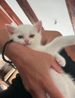 Baby Katze Kitten BKH- nur ein Kater mehr frei - Huy