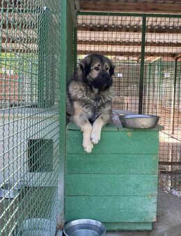 Kuscheliger Riese, unser Big Boy - Obertshausen