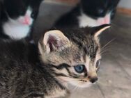 3 kleine Kitten Baby Katzen - Friedewald (Hessen)