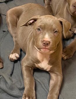 Bezaubernde Bully Hundewelpen suchen liebevolles Zuhause - Berlin