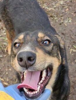 Randy- Wo ist meine Familie? - Nürnberg