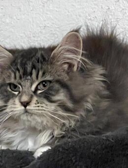 Maine Coon Kater reinrassig 5 Monate - Hahn