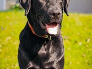 Labrador Weibchen sucht Liebevolles Zuhause - Flensburg