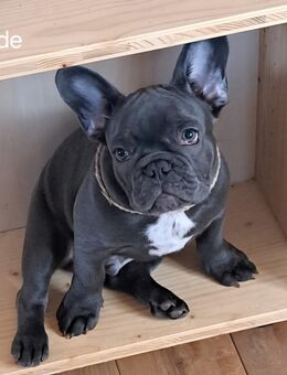 Französische Bulldogge Welpe - Waldachtal