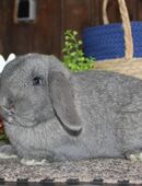 Ausgewachsene Zwergwidder Rammler Kaninchen Hasen Minilop SOFORT in 94124