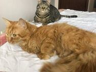 💖Zuckersüße Kater Charlie & Garfield🐾 - Eislingen (Fils)