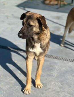 🐾Zaghafter Malinois-Mix Mateo🐾 - Eislingen (Fils)