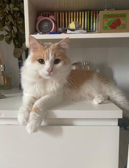 Hübscher Deckkater BLH/ MaineCoon - Berlin Marzahn-Hellersdorf