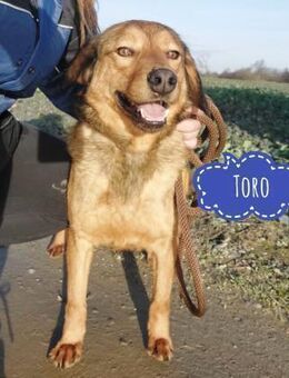 Toro ein zarter Bub - Mannheim
