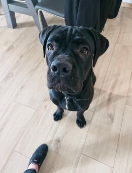 Cane corso sucht ein Neues liebesvolles Zu hause - Bitburg