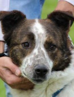 Kiwano - fröhlich, verspielt, zutraulich - Lohra