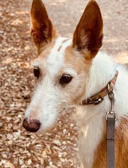 NEPAL sanfte Podenca auf der Suche nac - Karben