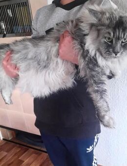 Maine Coon Kätzchen suchen ein liebevolles Zuhause - Aldingen
