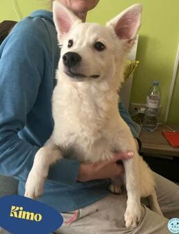 Kimo SR- freundlich, aktiv, neugierig - Rheine