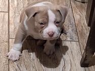 American Bully Welpen - Pforzheim