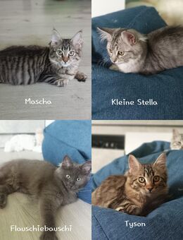 Maine coon-Ragdoll-Mix Kitten - Garrel