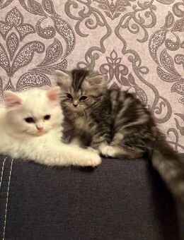 Perser-Brutisch Langhaar Kitten Mix - Düsseldorf