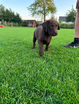 Der letzte braune Labrador Welpe sucht sein Zuhause - Langlingen