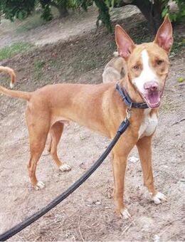 NARDO - sucht seine Familie...... - Kempen