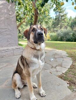 Cora - aktiv und freundlich - Heppenheim (Bergstraße)