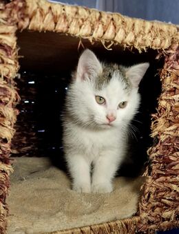 Katzenbaby, Fichtelgebirge, Mädchen, Tricolor - Marktleuthen