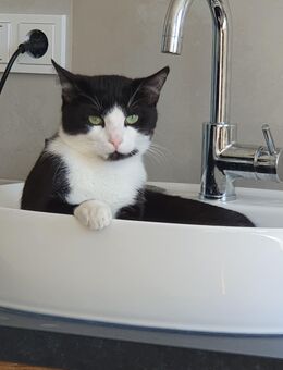 Kater sucht neues Zuhause als Einzelprinz! - Teublitz