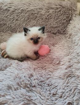 Süße Neva Masquarade Kätzchen - Altenburg