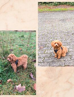 Maltipoo Hündin 9 Monate alt - Wittenberge