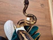 3 Python Regius abzugeben - Asendorf (Landkreis Diepholz)