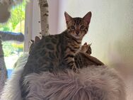 Bengalkitten mit Stammbaum - Bellheim
