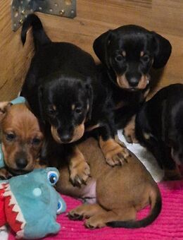 Dackelwelpen - Römhild