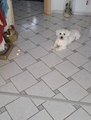 Malteser in 33184