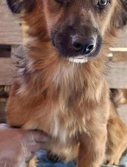 Felix sucht dringend seine Menschen - Koblenz