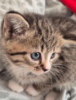 BKH Mix Kitten Katzen - Hattingen