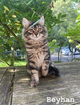 Reinrassige Sibirische-Waldkatzen-Kitten mit Stammbaum - Lorch (Hessen)