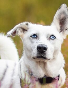 BERTHA (taub) sucht ihre Familie - Sandhausen