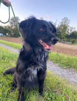 Kormos. gute-Laune Hund zum Verlieben - Köln