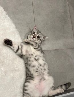 Unsere wundervollen Kitten suchen ein liebevolles Zuhause! - Kreuzau