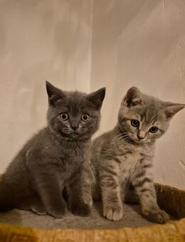 Bkh Kitten ab sofot abgabe bereit - Bremen