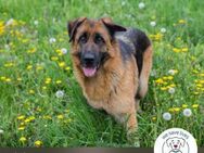 Chip 2152606: Sucht ein Zuhause - Kirchzell