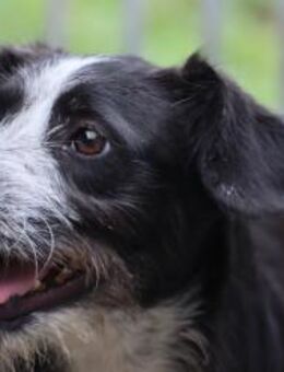 Tips - aufgeweckter, kleiner Rüde - Lohra